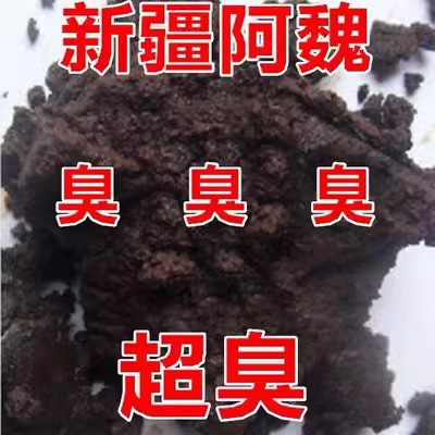 新疆阿魏：神奇的“臭”味诱饵，钓鱼达人的秘密武器！