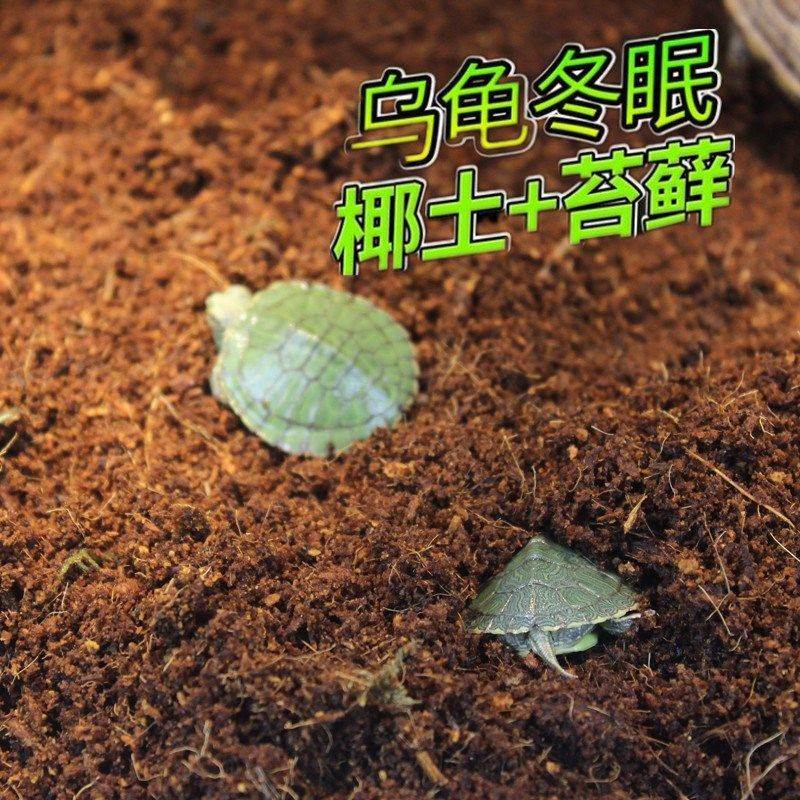 乌龟干苔藓垫材：保湿透气，打造陆龟完美冬眠环境！