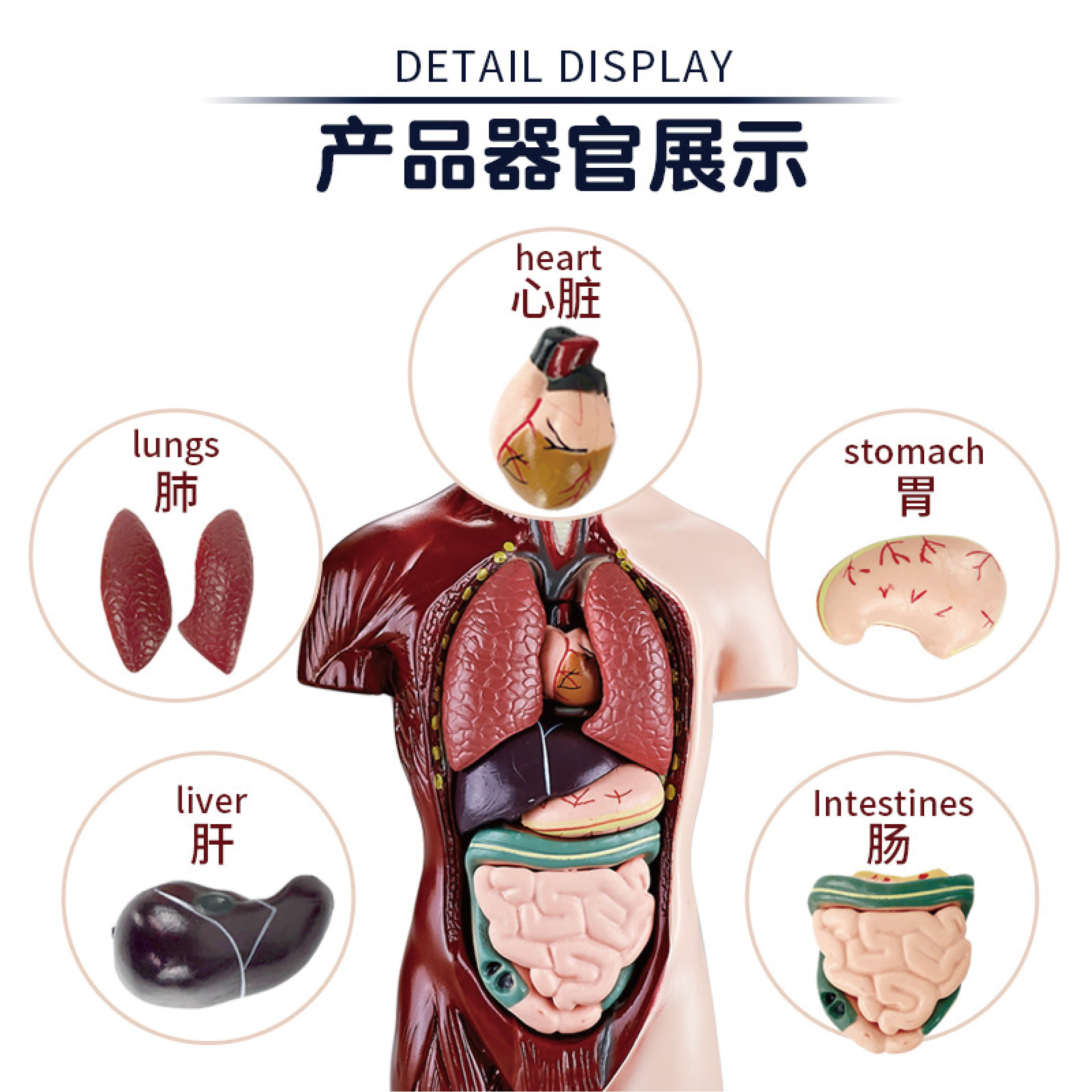 解剖学新宠：3D骨架内脏模型，医学生必备神器！