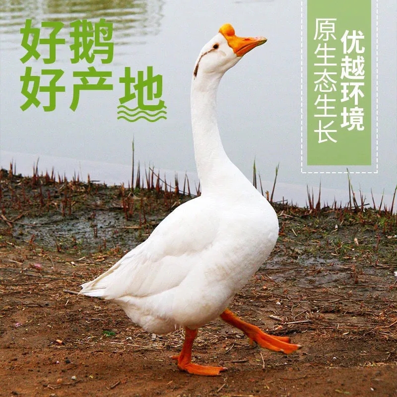 鹅活苗全解析：从皖西到浙东，如何挑选高产蛋王？