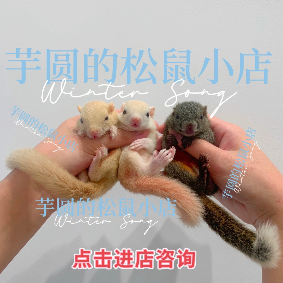 网红鼠松幼儿宠物，萌翻天的儿童宠物新宠！