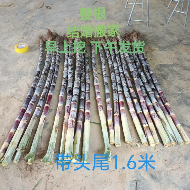 2025年海南黑皮甘蔗新鲜上市，结婚搬家必备应季水果！