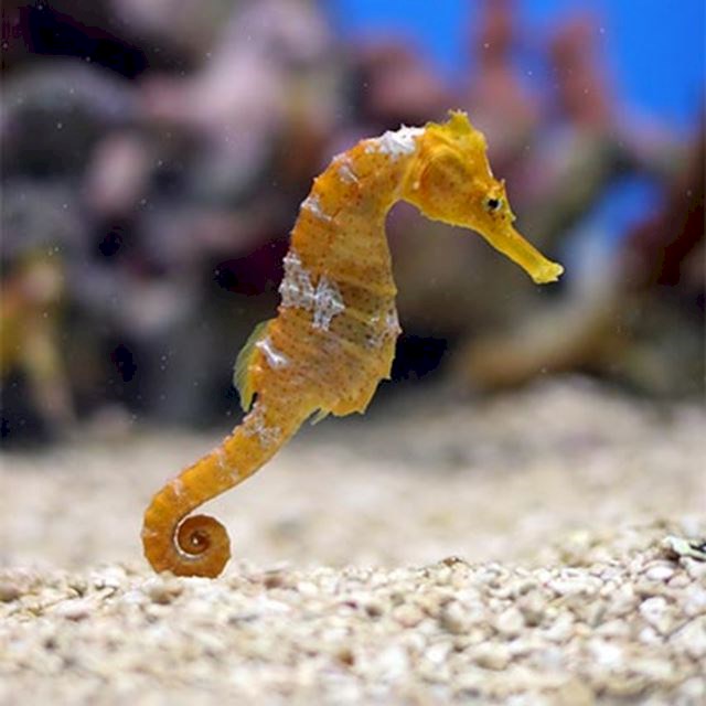 Seahorse6.0.0