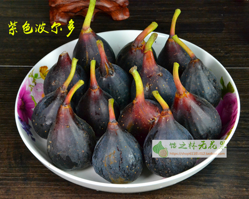 紫色波尔多小波无花果苗适合家庭盆栽吗？如何挑选合适苗株？