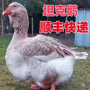 6号【2-3两图卢兹鹅】坦克鹅：养鹅新手的福音，轻松拥有农场风情！