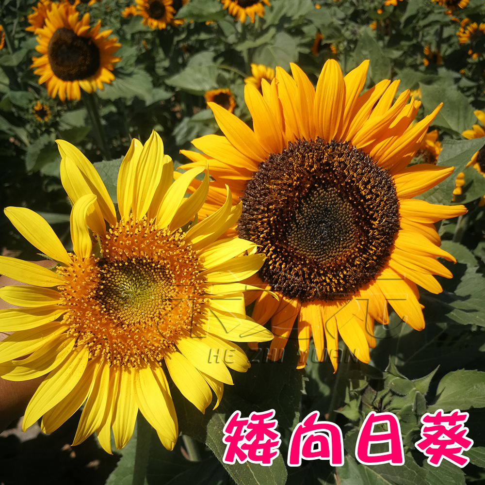 观夏Tosummer价格为何如此之高？值得入手吗？