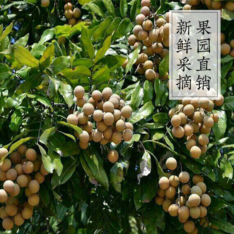 广东茂名储良龙眼：当季新鲜现摘，甜过初恋的水果盛宴