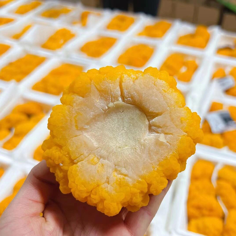 新鲜金耳菌：云南山珍的秘密，火锅刺身煲汤新宠！