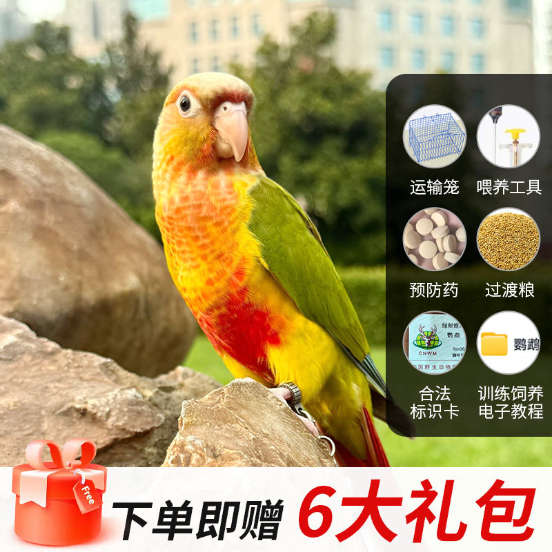 如何挑选一只健康的半毛绿颊黄边凤梨肉桂鹦鹉？