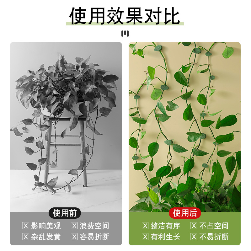 绿萝枝条爬藤神器，让家里瞬间变身植物天堂✨
