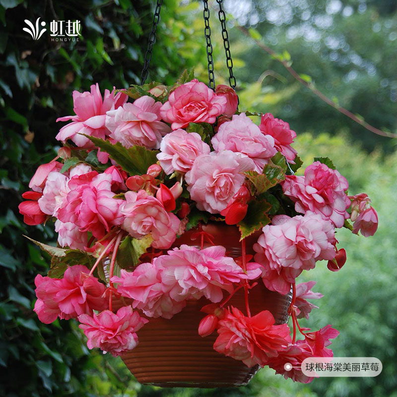 现货球根海棠种球进口，阳台窗台垂吊盆栽新宠，多年生耐阴花卉植物！