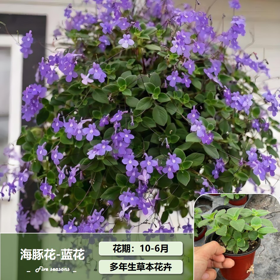 蓝海豚白海豚：揭秘耐阴植物界的花苗新宠，垂吊品种花期长的秘密！
