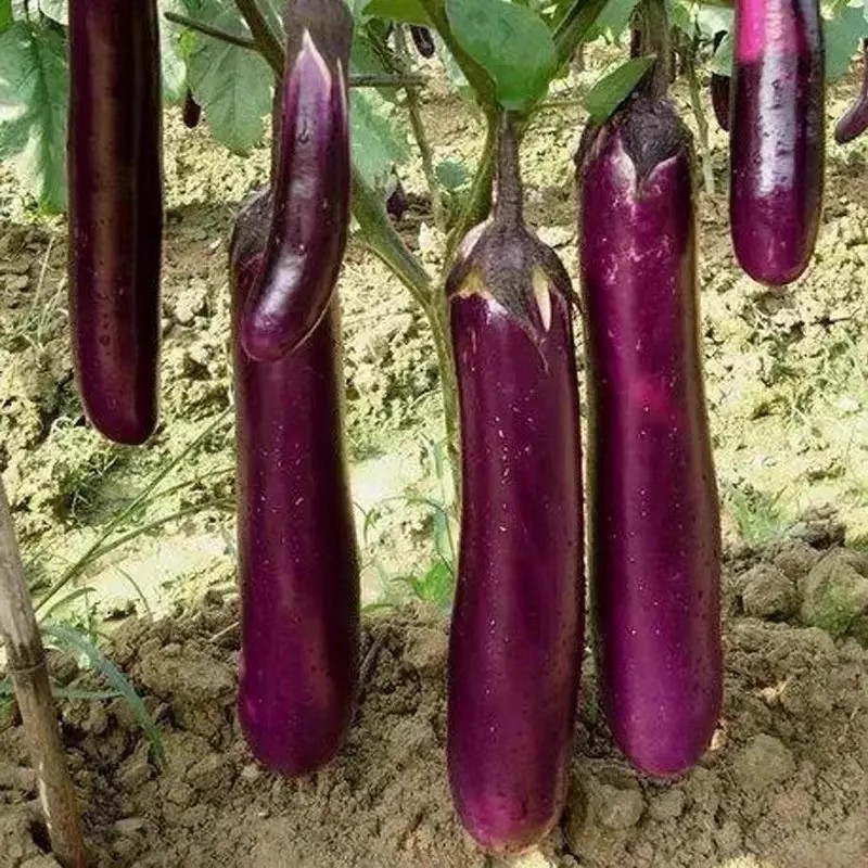 紫皮长茄子：福建漳州农家自种，新鲜现摘现发，解锁地道美味！
