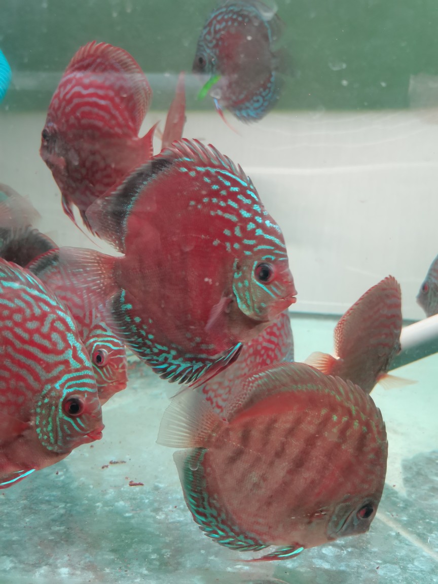 绿彩特隆贝塔蓝面黑格尔野血黄卡野血红卡七彩神仙鱼：水族箱中的梦幻精灵