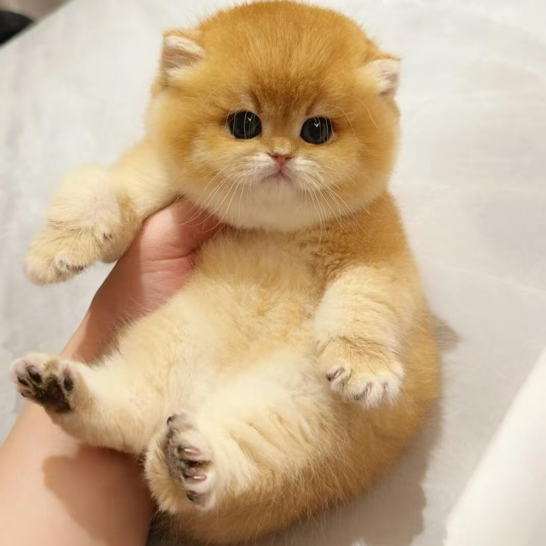 【福建猫舍】英短纯种金渐层幼猫，赛级品质，萌化你的心！
