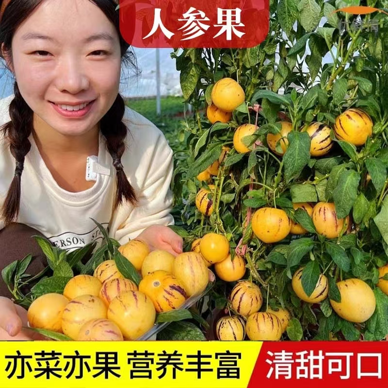 南方人参果苗的秘密：高产盆栽人参果苗，开启你的绿色人生果树之旅！