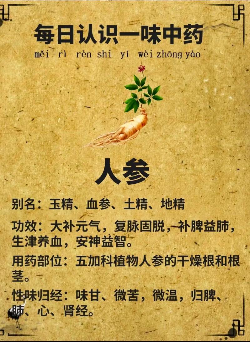 人参的功效与作用,千年滋补良药的现代解读