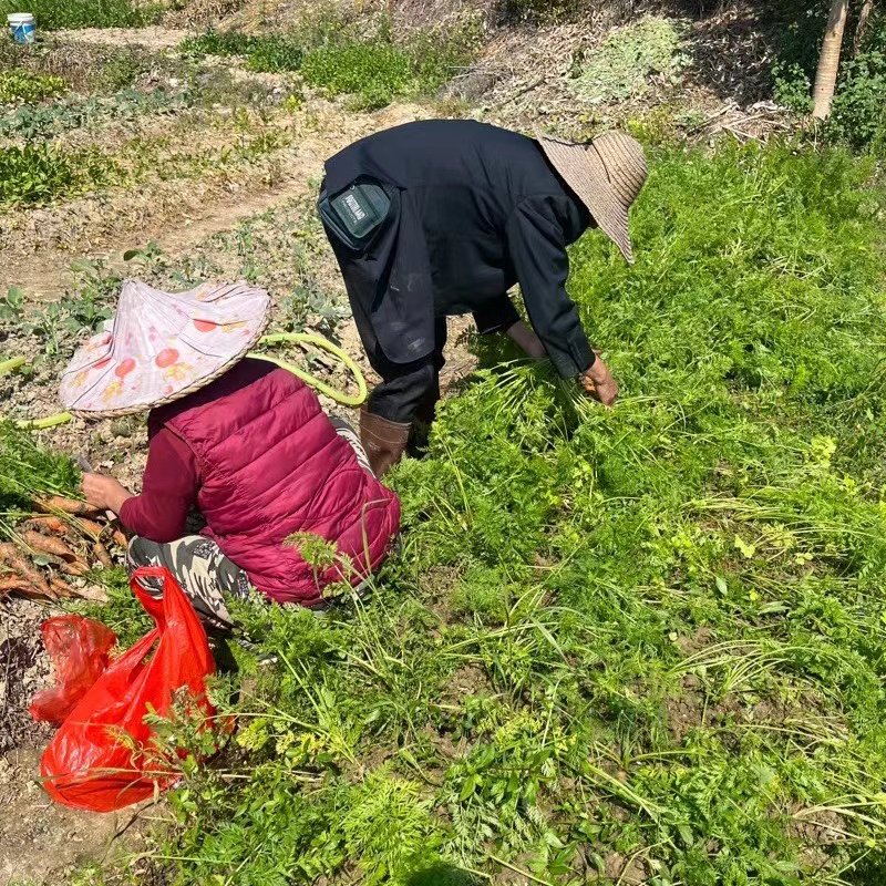宝宝辅食新宠！非转基因水果萝卜真的太香了！带土现挖超新鲜！