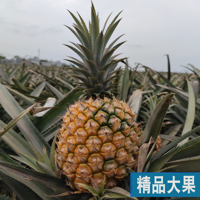 广东徐闻香水菠萝，当季新鲜上市，香脆可口，10斤装让你一次吃个够！