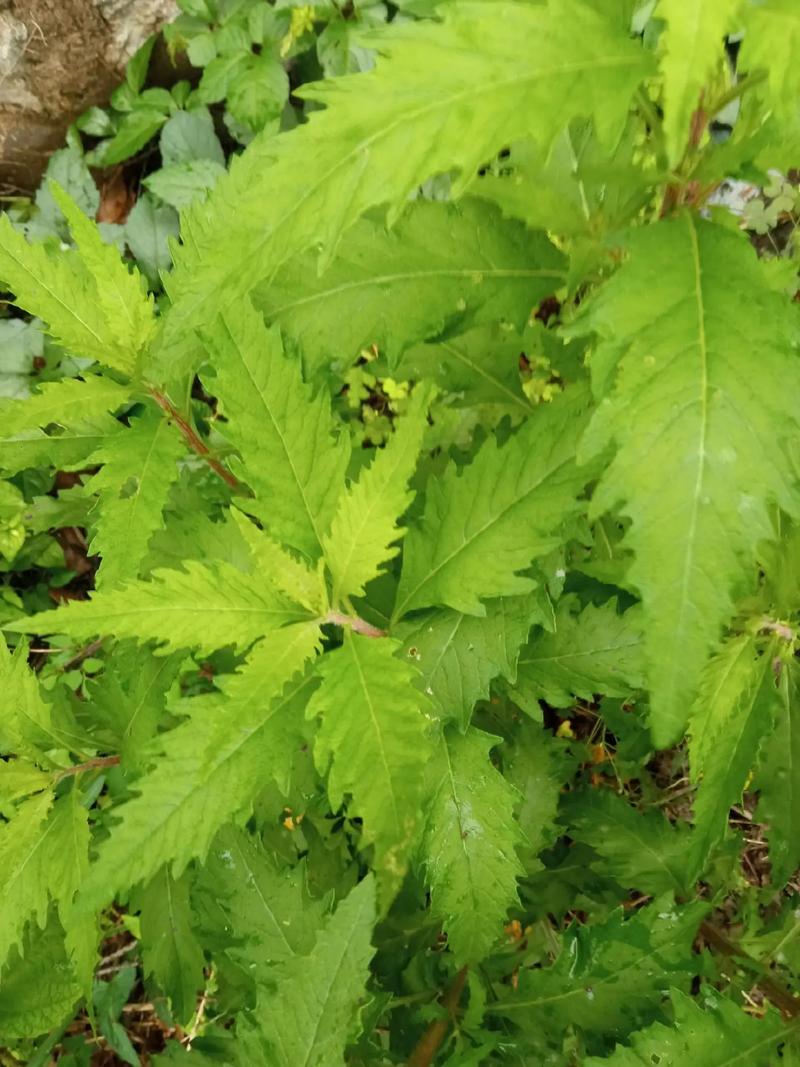 土荆芥的功效与作用,传统中药的神奇功效与作用