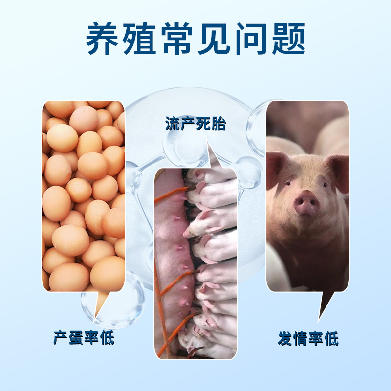 巢鲸霉净生物饮水脱霉剂：纯净水源，守护家禽健康