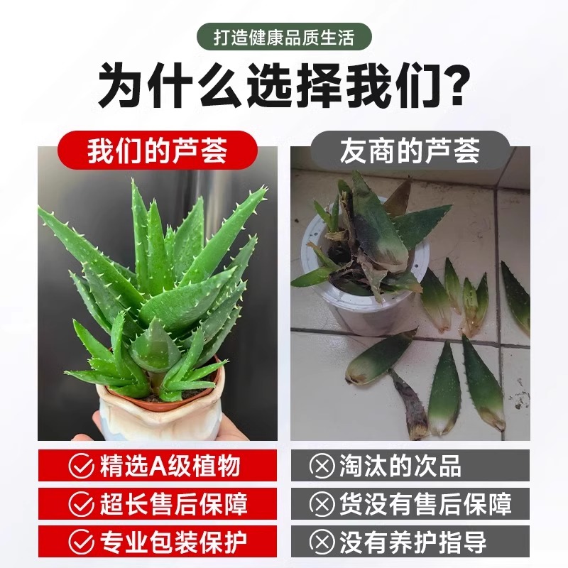 芦荟盆栽不夜城：耐旱好养的空气净化神器
