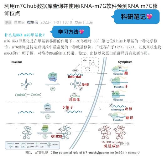 甲基化数据库,表观遗传学研究的强大工具