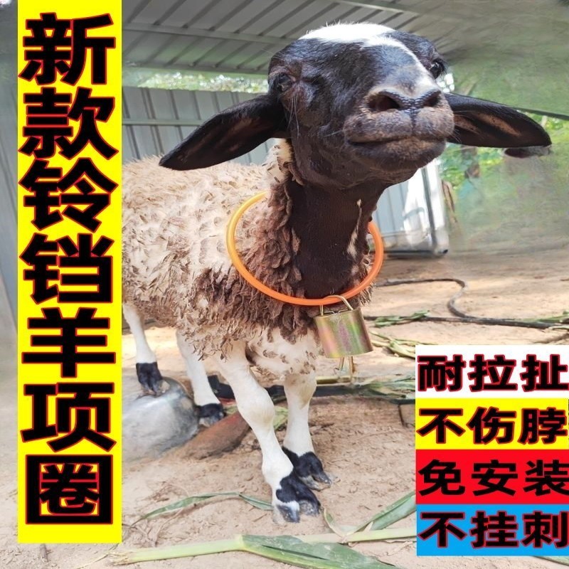 羊项圈太香了！新手养羊必看，实用又可爱，这波不买亏大了！