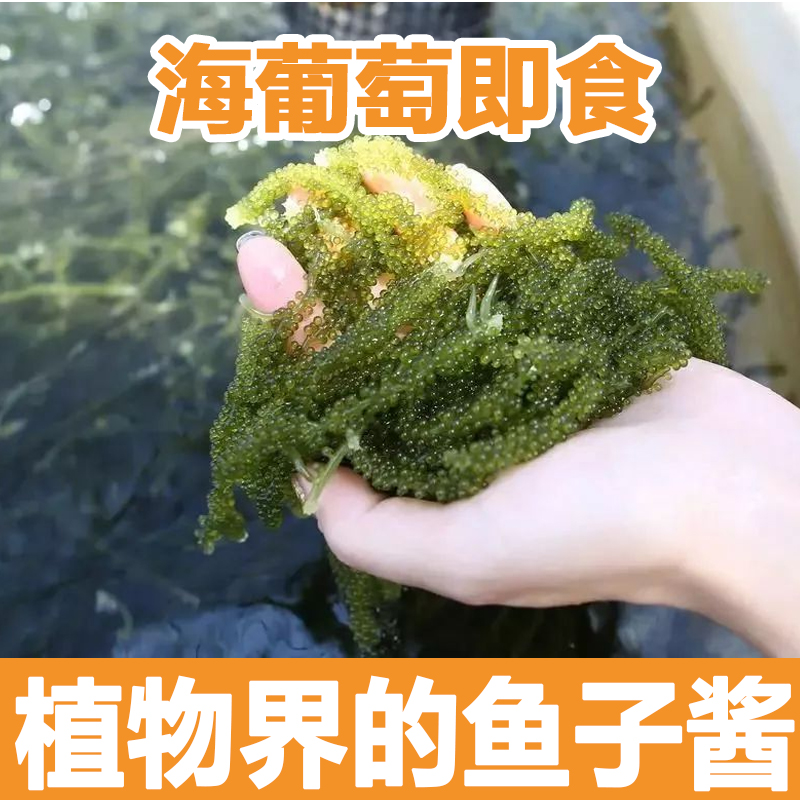 海葡萄真的绝了！盐渍海洋蔬菜+鱼子酱口感，500g吃到扶墙出