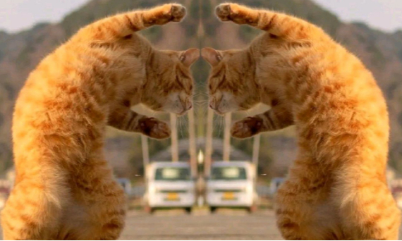 猫咪游戏大全