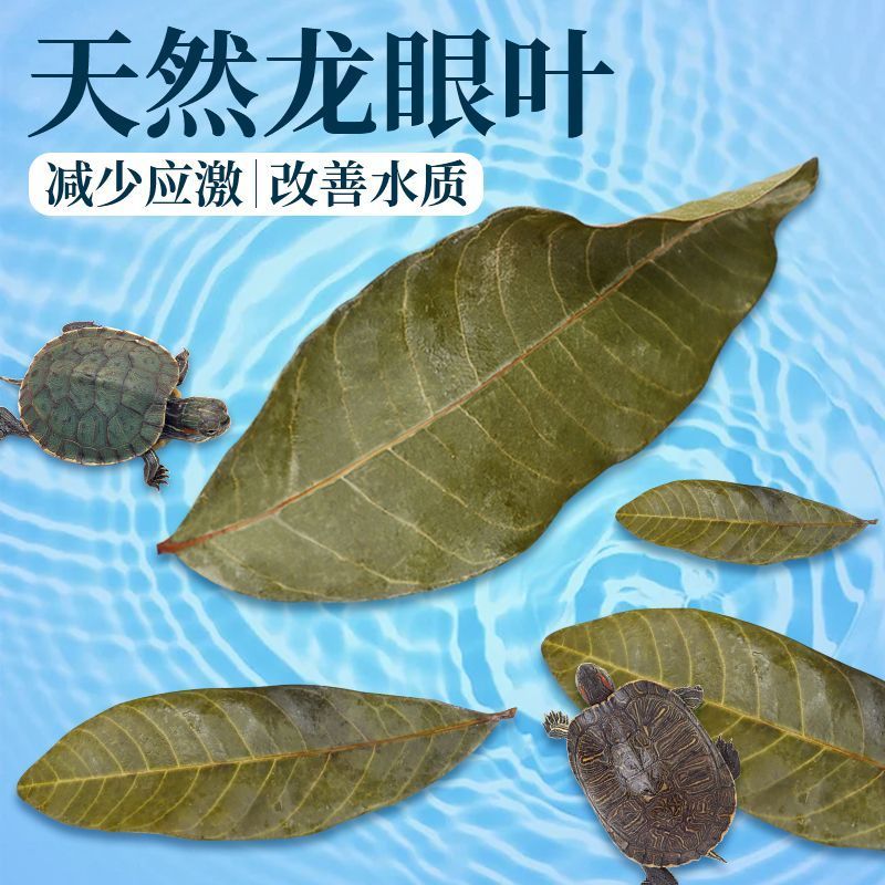 乌龟懒人养护秘籍：龙眼叶+腐皮烂甲躲避屋，轻松养龟新体验