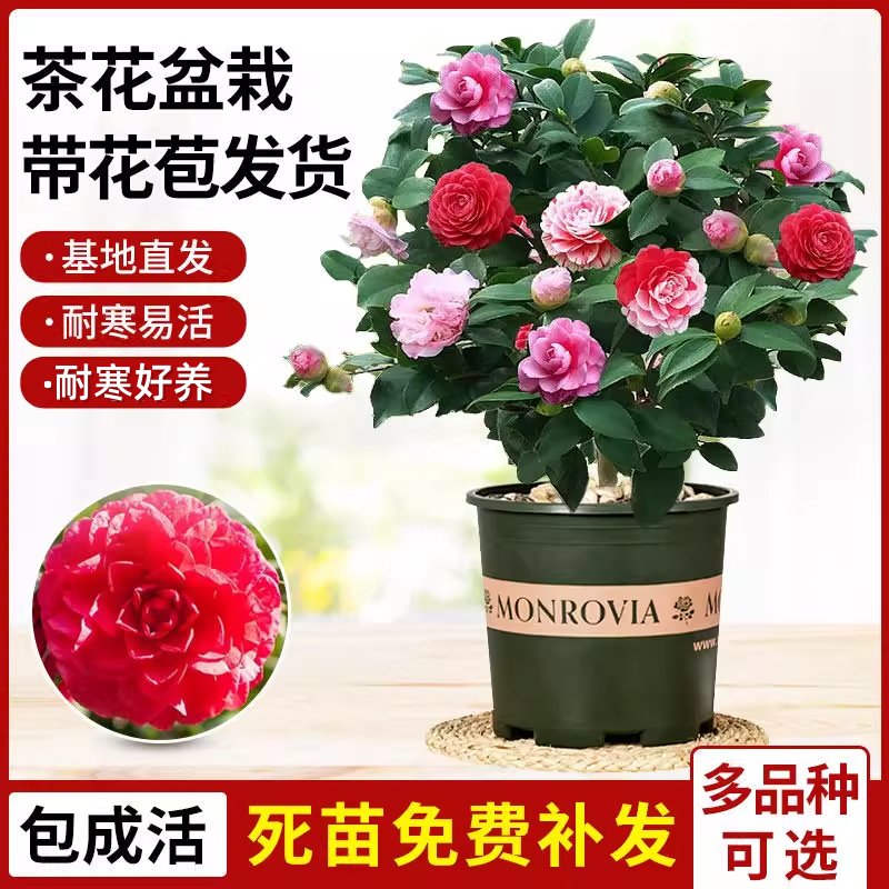 带花苞茶花盆栽：四季常青，室内植物中的香氛大师！