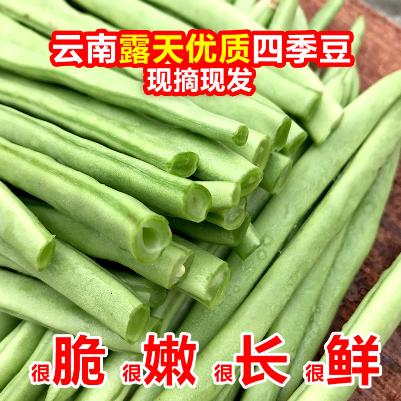 云南新鲜高山四季豆：来自云端的绿色馈赠，时令蔬菜里的春天滋味！
