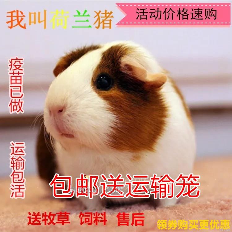 自家繁殖宠物短顺豚猪荷兰猪：活体运输与喂养全攻略，让你轻松成为豚猪达人！