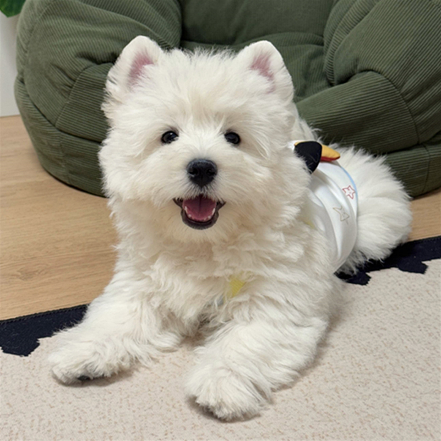 超萌西高地白梗幼犬，软毛刚毛双血统赛级网红宠物，谁不爱？✨