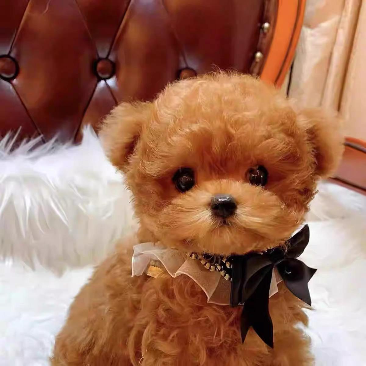 超萌狗界新星来袭！金毛幼犬、泰迪狗仔、比熊犬、柴犬、博美、拉布拉多，谁是你的心头好？