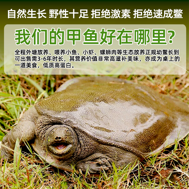 足斤青黄色外塘公甲鱼：野生美味，鲜活食用水鱼的顶级享受！