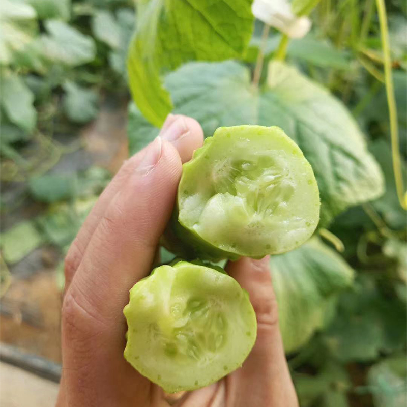 海阳白玉黄瓜：当季脆嫩，新鲜直达家中的美味蔬菜水果