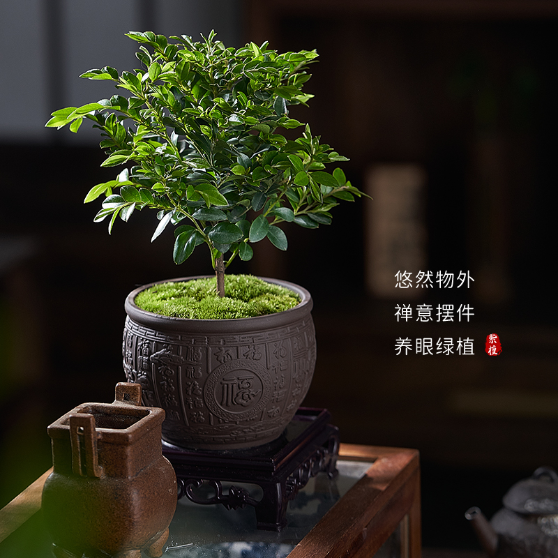 小叶紫檀盆景：办公室里的自然氧吧，四季常青，轻松养护！