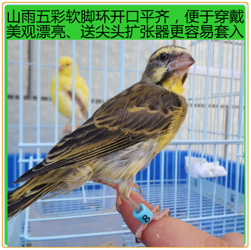 鸟用硅胶软脚环：如何正确佩戴，让您的玉鸟丝雀金青灰燕大金黄麻料绣眼更加亮眼！
