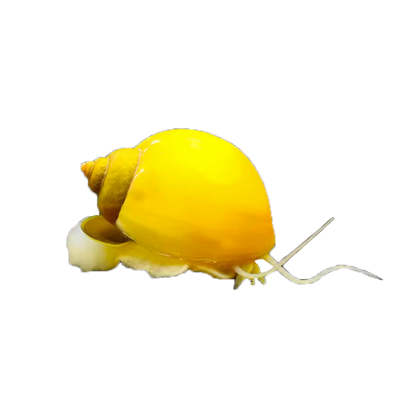 苹果螺：水族箱里的天然清洁工，让你轻松养出绿意盎然的草缸！