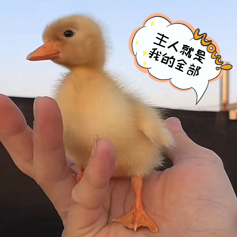 网红可达鸭活物柯尔鸭纯种幼崽！这波不冲真的亏麻了
