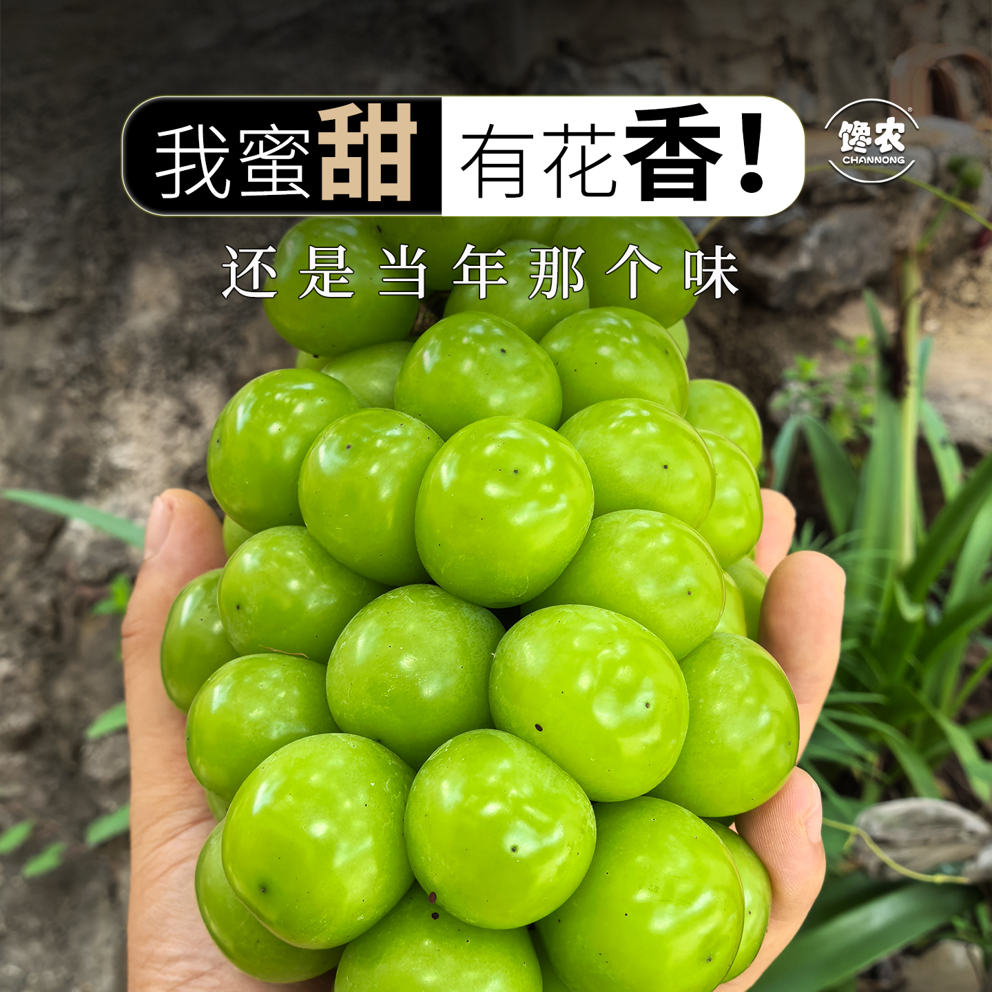 云南大理宾川阳光玫瑰：葡萄界的翡翠明珠，顺丰速递新鲜直达！