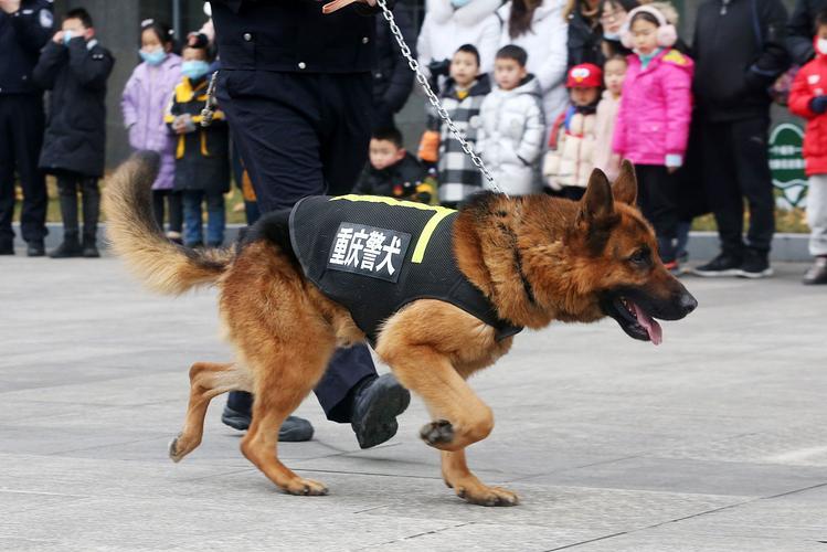 狂锁的警犬,忠诚守护，无畏前行