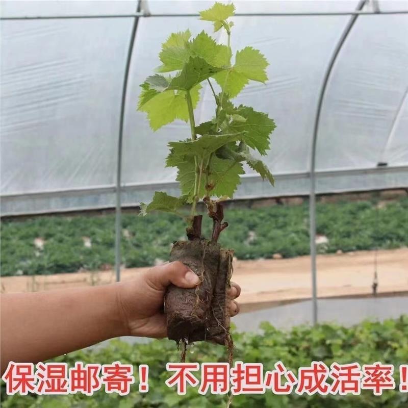 大亚湾旅游景点哪里好玩？这5个地方让你玩到不想走！