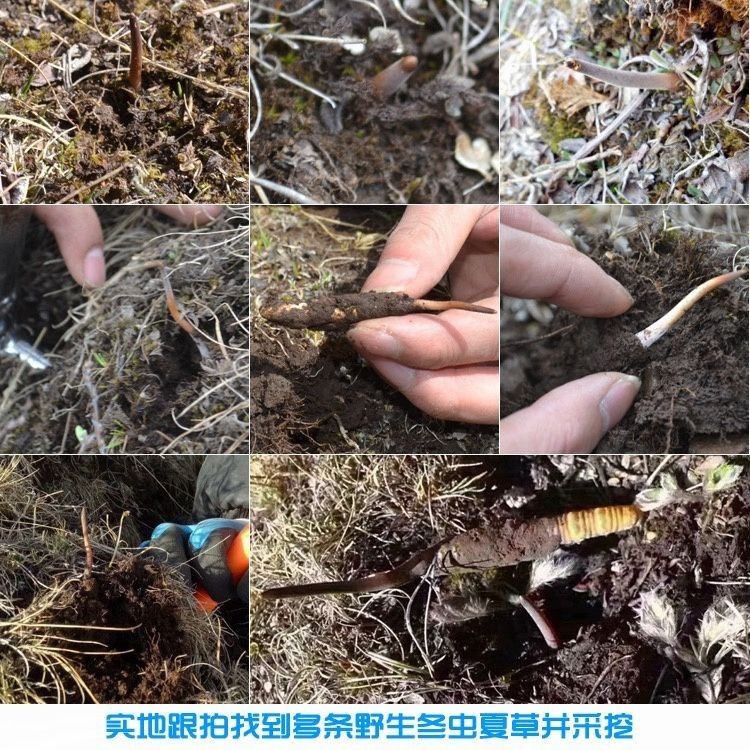 冬虫夏草真的能补？阿依舍正品50克礼盒太香了！送礼自用都超值！