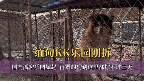 你把大哥洗死了！一觉醒来潘宏真的塌房了？