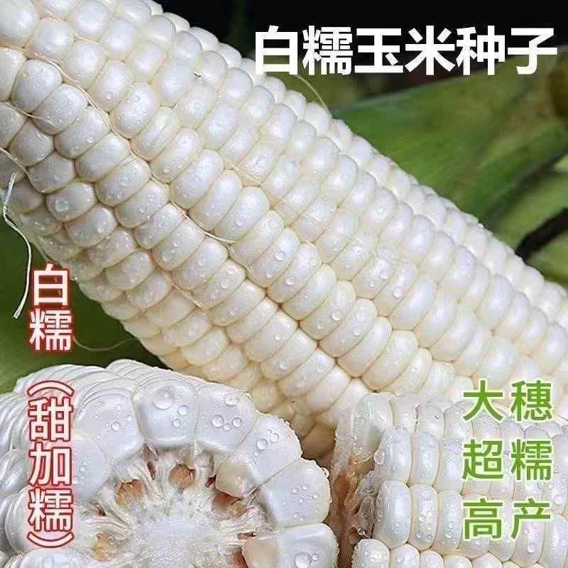 白糯甜玉米种子：四季高产的秘密武器