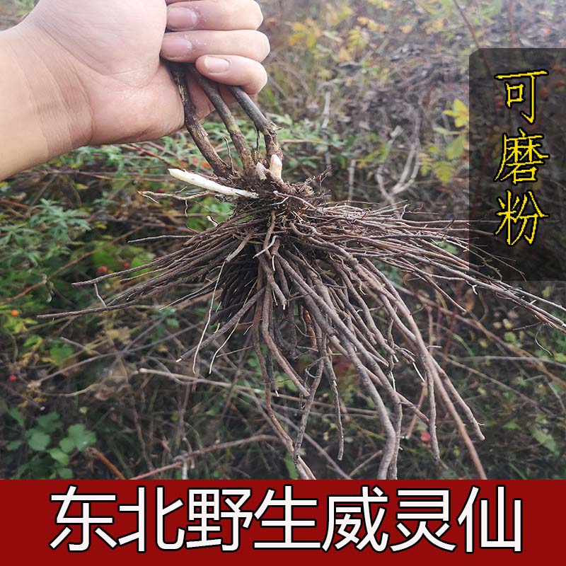 东北野生威灵仙：泡脚神器，足部健康的守护神！