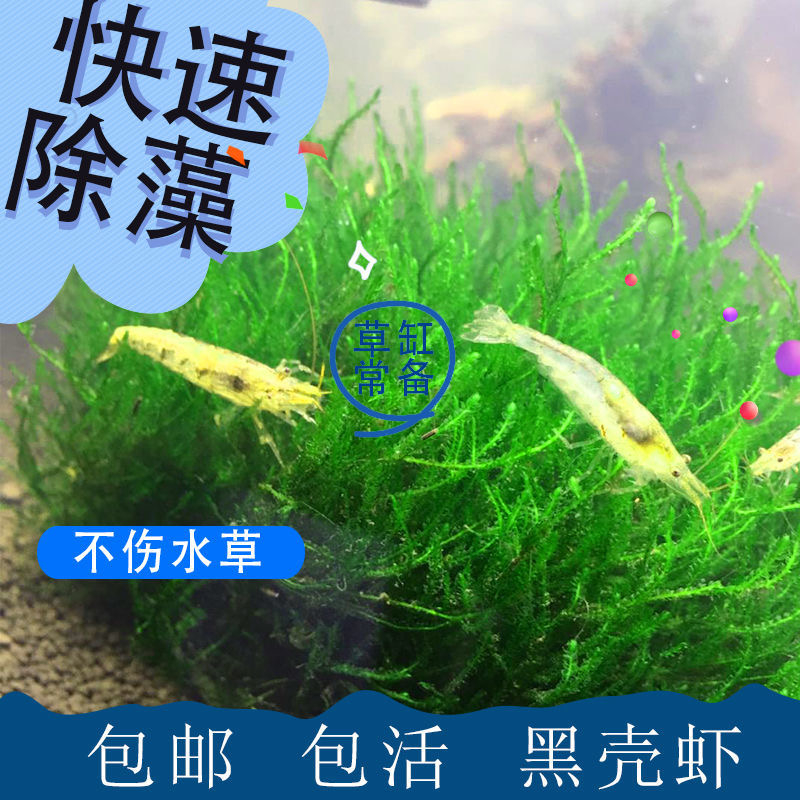 【顺丰包邮】大号黑壳虾：清洁虾界的明星，让你的水族箱焕然一新！✨